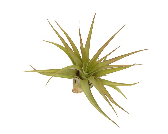 TILLANDSIA MULTIFLORA